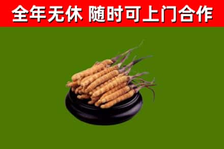 台湾烟酒回收冬虫夏草.jpg